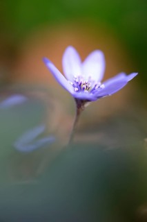 Transylvanian Hepatica (Hepatica transsylvanica)