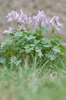 Fingered Corydalis (Corydalis solida)