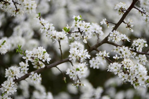 Blackthorn or Sloe (Prunus spinosa)
