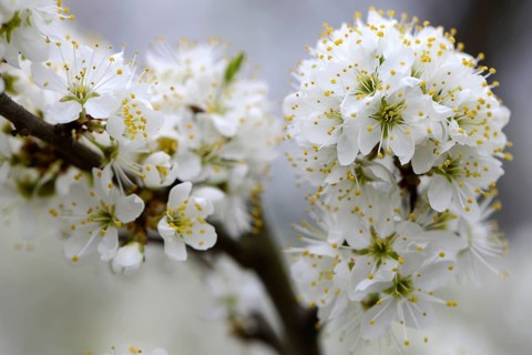 Blackthorn or Sloe (Prunus spinosa)