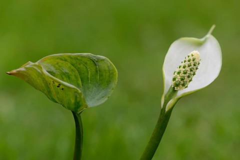 Bog Arum or Marsh Calla (Calla palustris)