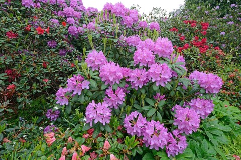 Purple blooming Rhododendron (Rhododendron)