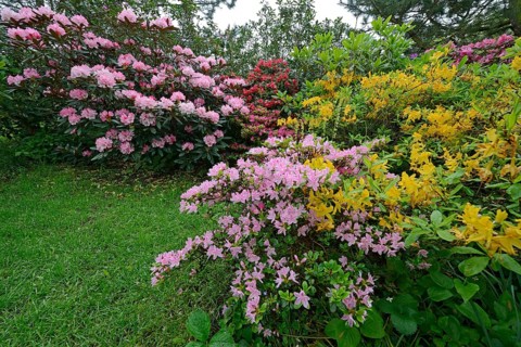 Blooming Rhododendrons (Rhododendron)