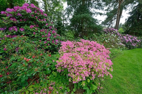 Blooming Rhododendrons (Rhododendron)
