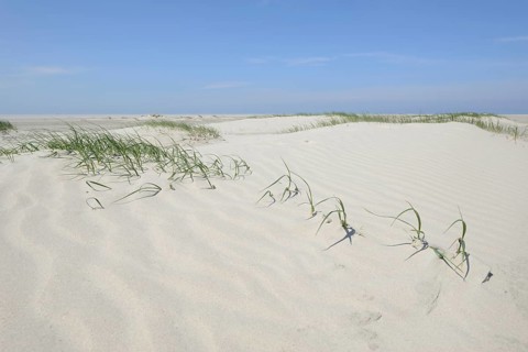 Foredunes at a beach