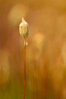 Sporangium of Bank Haircap Moss (Polytrichum formosum)