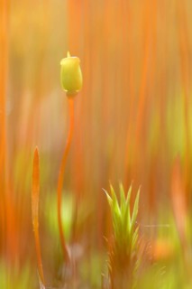 Sporangium of Bank Haircap Moss (Polytrichum formosum)