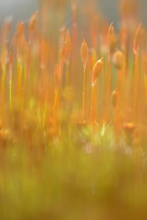 Bank Haircap Moss (Polytrichum formosum)