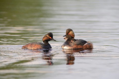 Black-necked Grebes (Podiceps nigricollis) with chicks