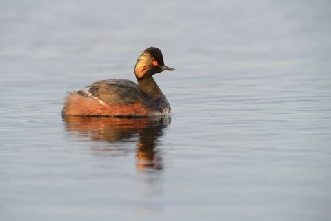 Black-necked Grebe (Podiceps nigricollis)