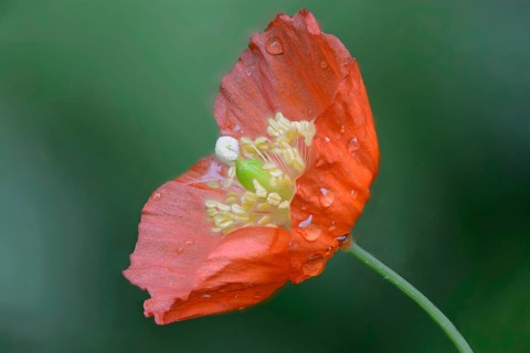Forest Poppy (Meconopsis cambrica)