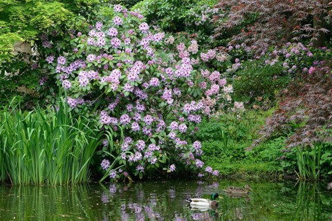 Flowering Rhododendron (Hybrid Humboldt)
