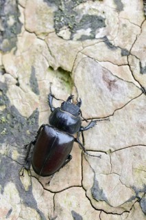Stag Beetle (Lucanus cervus)