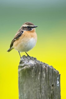 Stonechat (Saxicola torquata)