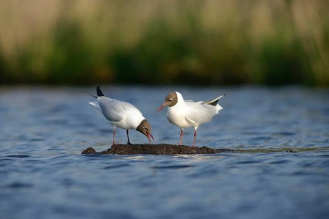 Two Black-headed Gulls (Larus ridibundus)