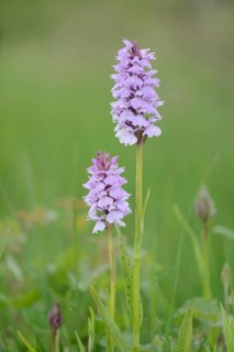 Heath Spotted Orchid or Moorland Spotted Orchid (Dactylorhiza maculata)