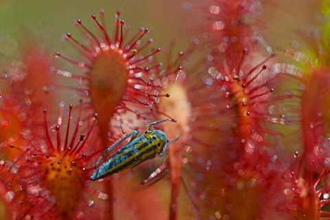 Oblong-leaved Sundew or Spoonleaf Sundew (Drosera intermedia) with a grasshopper larva