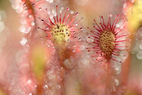 Oblong-leaved Sundew or Spoonleaf Sundew (Drosera intermedia)