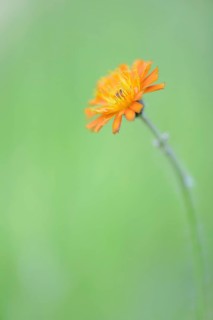Hawkweed (Hieracium rubrum)