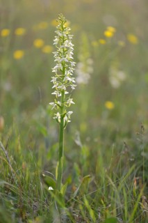 Lesser Butterfly-orchid (Platanthera bifolia)