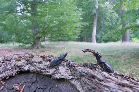 Stag Beetles (Lucanus cervus)