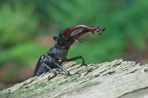 Stag Beetle (Lucanus cervus)