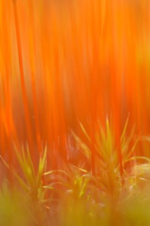 Stems of the sporangia of Bank Haircap Moss (Polytrichum formosum)
