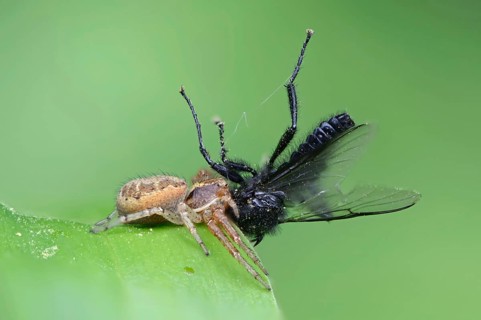 Bush Crab Spider (Xysticus cristatus) with prey