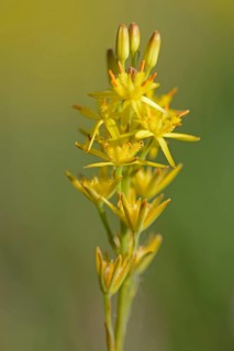 Bog Asphodel (Narthecium ossifragum)
