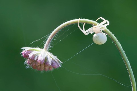 Goldenrod  Crab Spider or Flower Crab Spider (Misumena vatia)