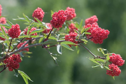 Red Elderberry (Sambucus racemosa)