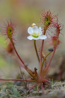 Oblong-leaved Sundew or Spoonleaf Sundew (Drosera intermedia)