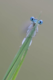 White-legged Damselfly or Blue Featherleg (Platycnemis pennipes)
