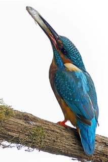 Kingfisher (Alcedo atthis)