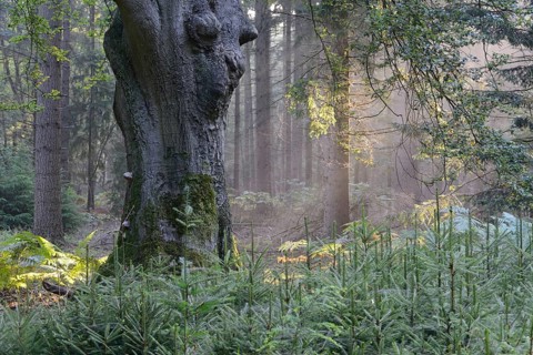 Sun rays in a forest