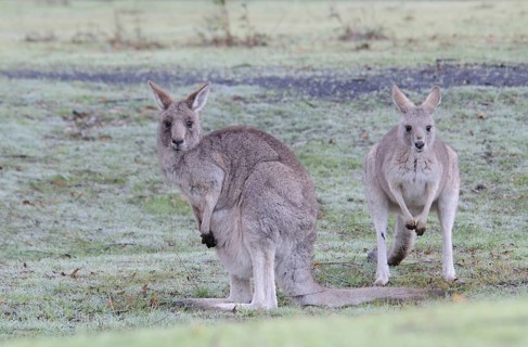 Western Grey Kangaroos or Kangaroo Island Kangaroos (Macropus fuliginosus)