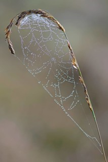 Spider's web on Purple Moor Grass (Molinia caerulea)