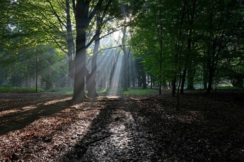 Sun rays in the forest
