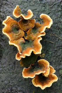Oak leaf fungus (Stereum gausapatum)