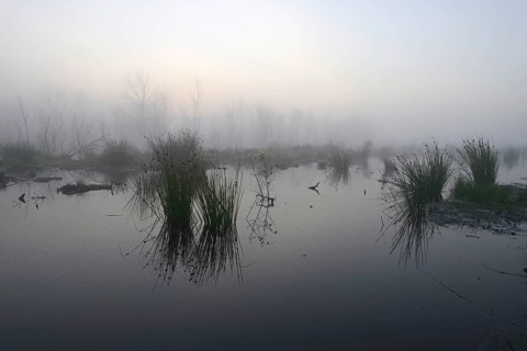Early morning in a swamp or a moor