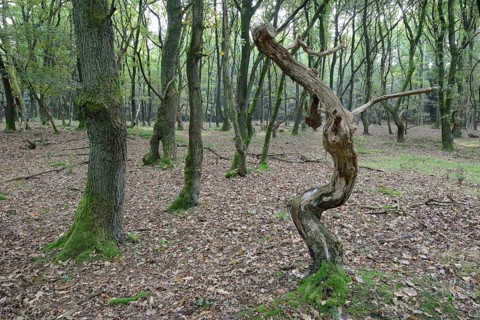 Forest with crooked oaks (Quercus robur)