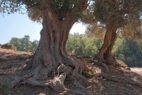 Olive trees (Olea europaea)