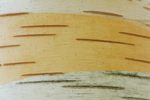 Birch (Betula pendula)
