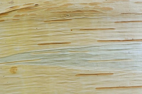 Birch (Betula pendula)