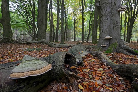 Tinder fungus (Fomes fomentarius) on beech trunk(Fagus sylvatica)