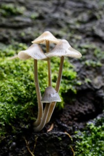 Grooved bonnet (Mycena polygramma)