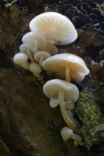 Porcelain fungus (Oudemansiella mucida)