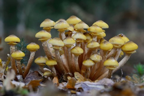 Pholiota aurivella (Pholiota aurivella)