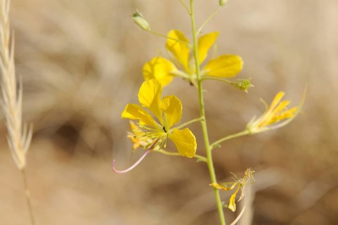 Yellow Mouse-whiskers