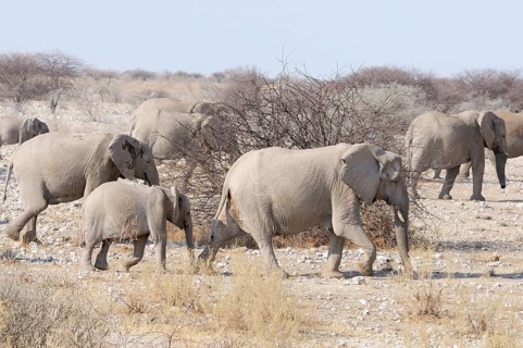 A group of African elephants (Loxodonta africana) with a calf